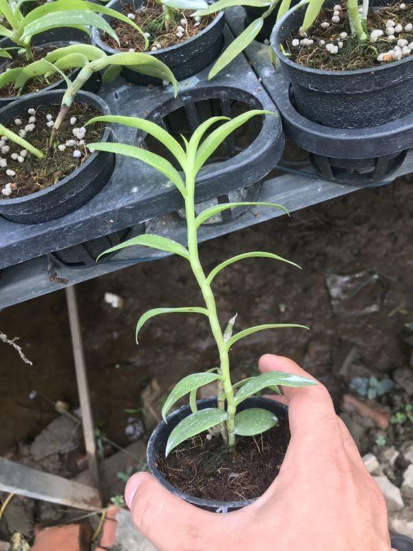 Hoa phong lan phi điệp phú thọ mắt đỏ phi điệp phú thọ mắt đỏ chuẩn giống f1 cây đẹp sản phẩm mới