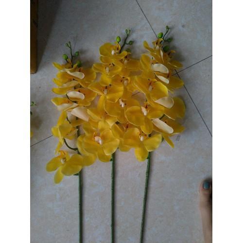 Lan hồ điệp cao su thân đốm 9 bông _ HÀNG ĐẸP