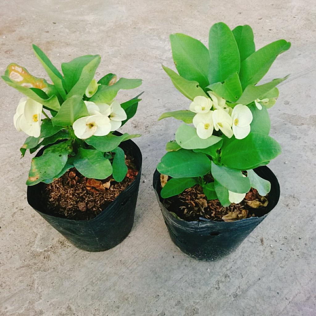 Xương Rồng Bát Tiên - cây cảnh để bàn + tặng phân bón cho cây