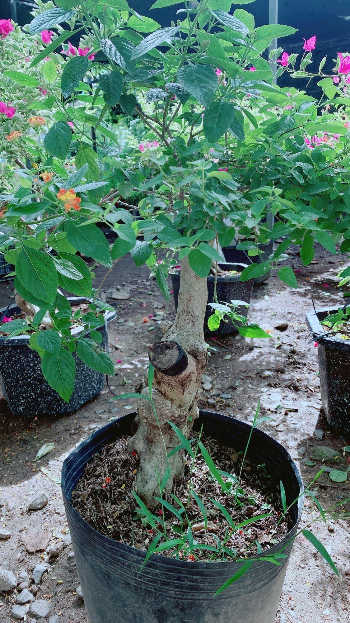 Cây Trâm Ổi Gốc Đẹp