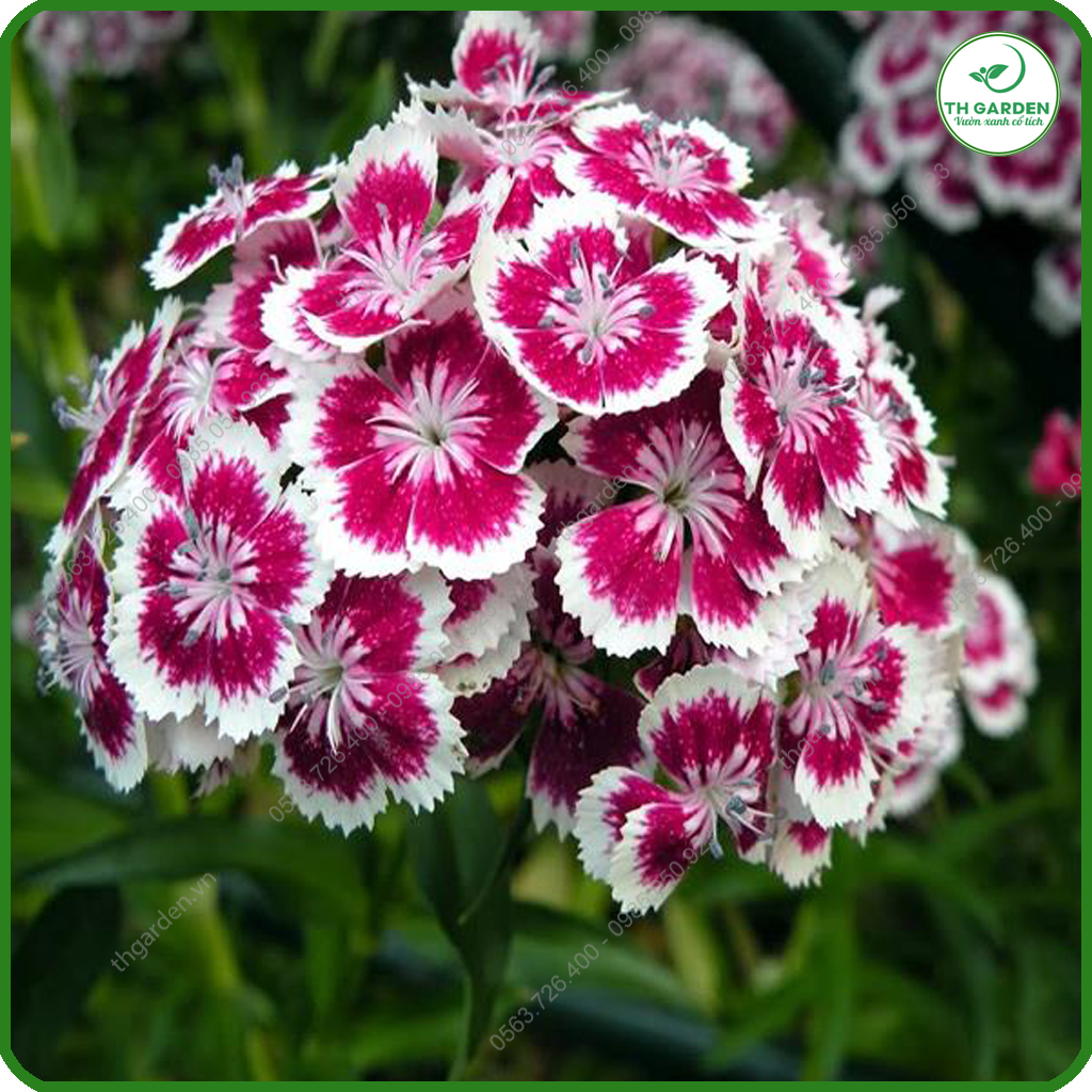 Hạt Giống Hoa Cẩm Chướng Chùm Mix Nhiều Màu TH Garden - Hạt Giống Dễ Trồng Dễ Chăm Sóc, Hoa Thơm, Bền Màu, Lâu Tàn