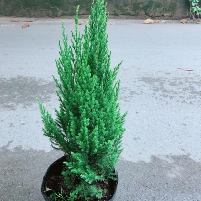 CÂY TÙNG THÁP LÙN BONSAI - cây nhỏ