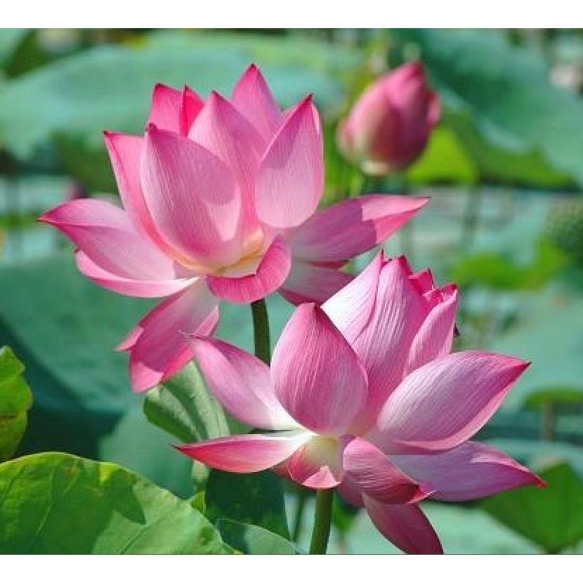 Hạt giống hoa sen lớn mix màu CT52 - Gói 15 hạt