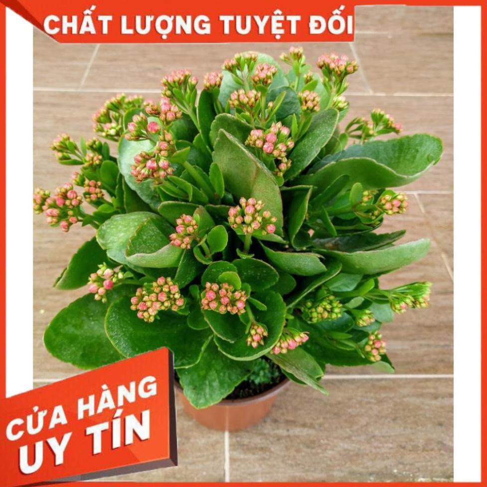 Cây Sống Đời