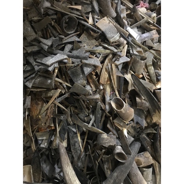 Nẹp sừng trâu bón cây cảnh, ăn quả, rau sạch (OTH036) Giúp cây trồng tươi tốt, lớn nhanh