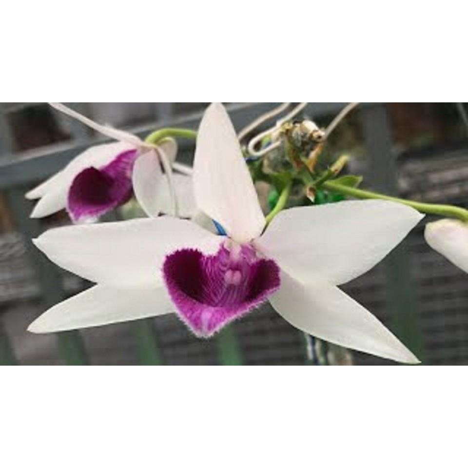 Cốc phi điệp 5 cánh trắng LÂM XUNG - hàng gieo hạt - hoa xổ số - hoa siêu đẹp giá rẻ