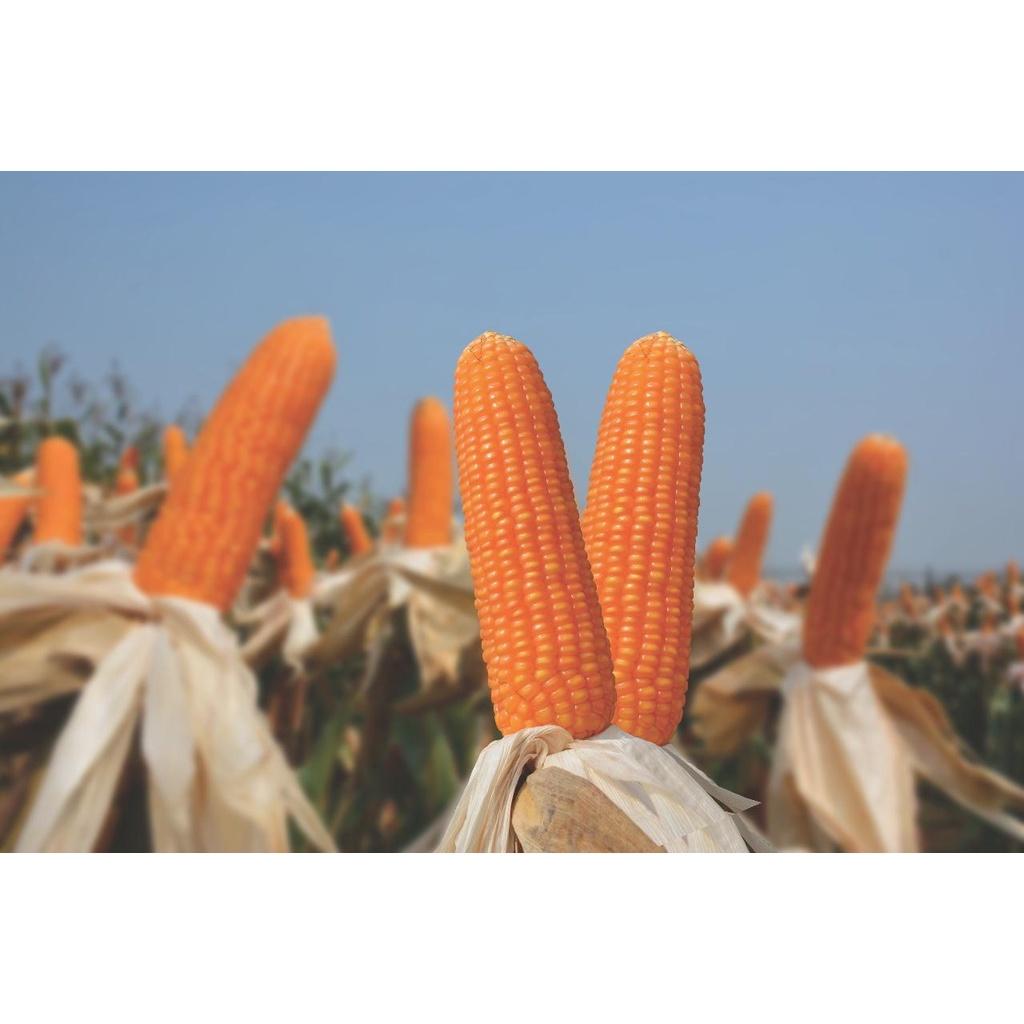 HẠT GIỐNG NGÔ LAI ĐƠN F1 BIẾN ĐỔI GEN NK4300 Bt/GT GÓI 1KG SIÊU CHỊU HẠN