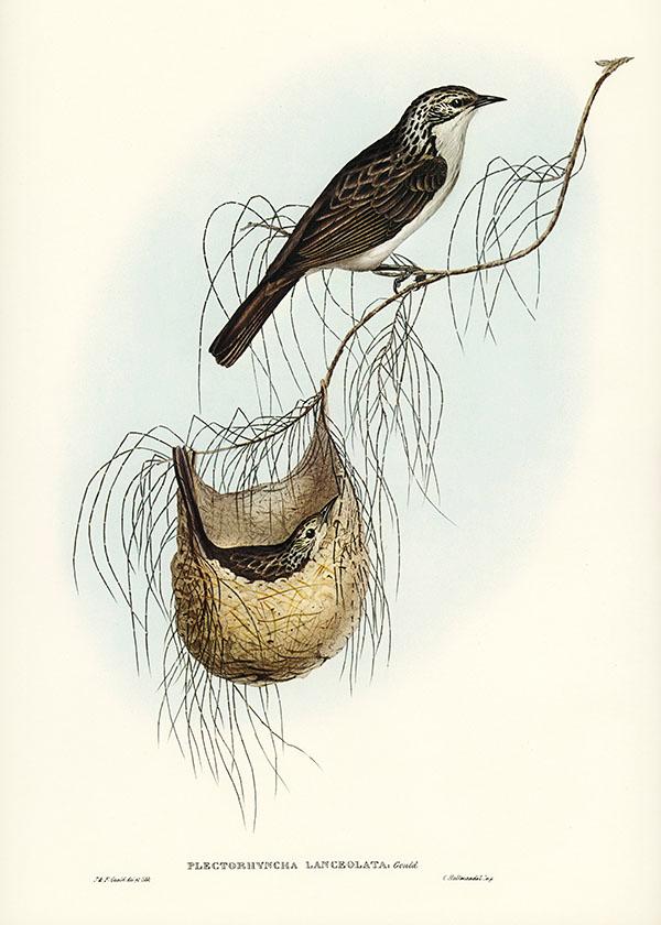 Tranh canvas vintage  - Chim ăn mật (Plectorhyncha lanceolata) - BVT-64