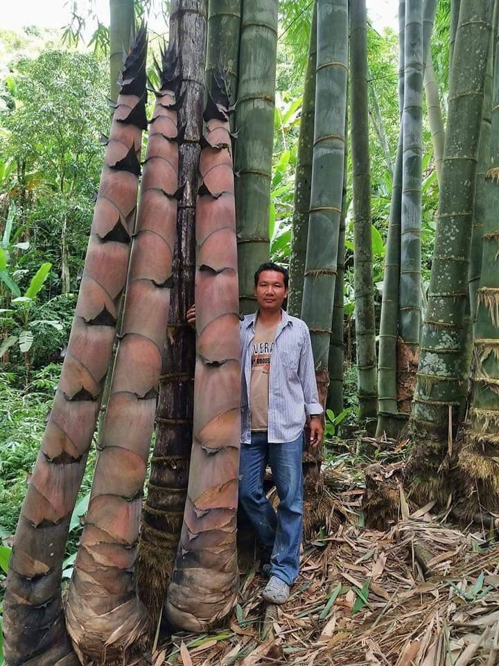 CÂY TRE KHỔNG LỒ THÁI