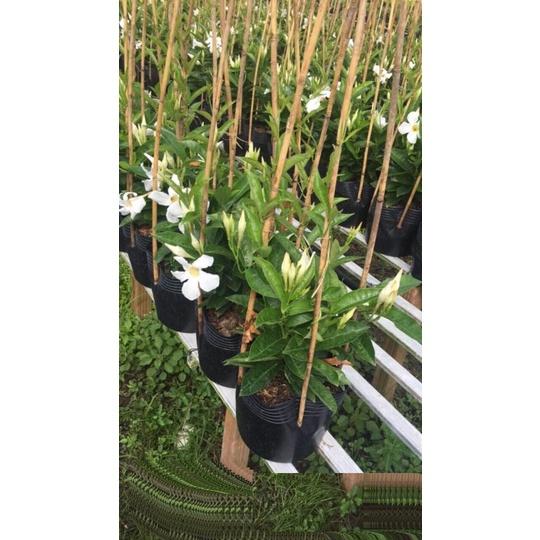 Cây GIỐNG hoa HỒNG ANH CÁNH KÉP- HOA TRẮNG