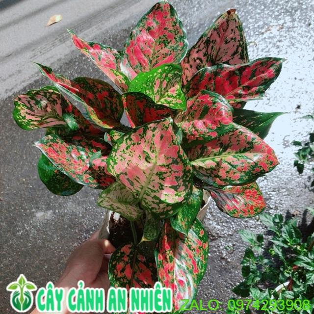 Cây Vạn Lộc