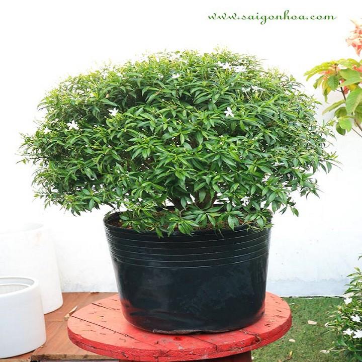 CÂY LỚN MAI VẠN PHÚC SIÊU ĐẸP SIÊU RẺ