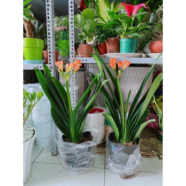 Cây Lan Quân Tử Có Hoa