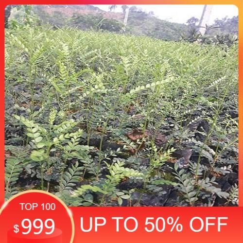 Cây Giống Bồ Kết Cao Trên 50cm