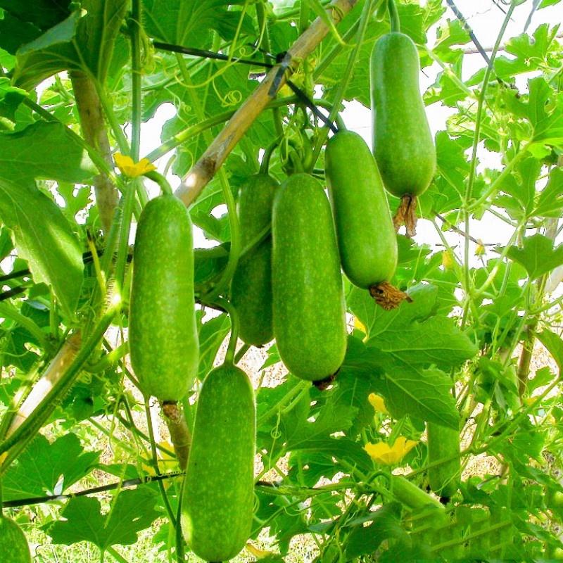 Hạt giống bí đao chanh F1
