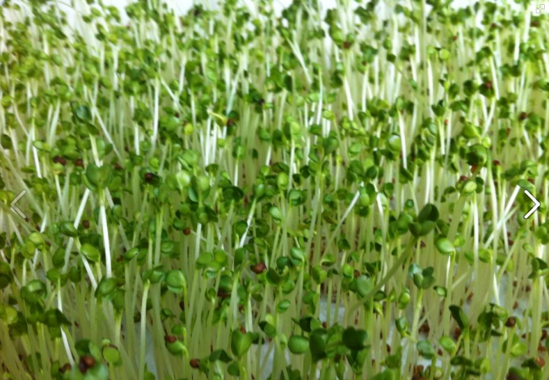 Gói 100g Hạt rau mầm rau Củ cải Trắng - nảy mầm đều, 7 ngày thu hoạch