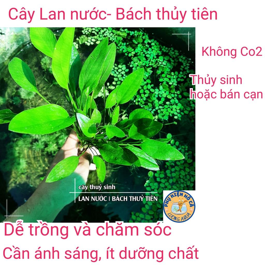 Cây thủy sinh Lan nước,bách thủy tiên,Không Co2, dễ trồng,phụ kiện trang trí hồ cá cảnh,thủy sinh, hòn non bộ,phần 1 cây