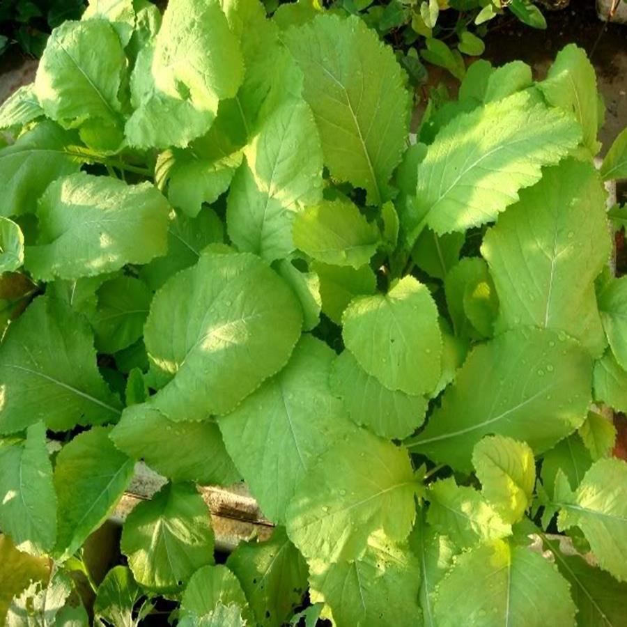 Hạt giống rau cải mơ  - 1gosi 10gram