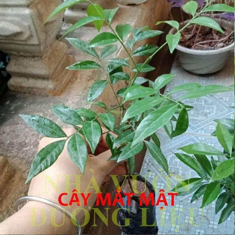 Combo 10 cây lá mắc mật
