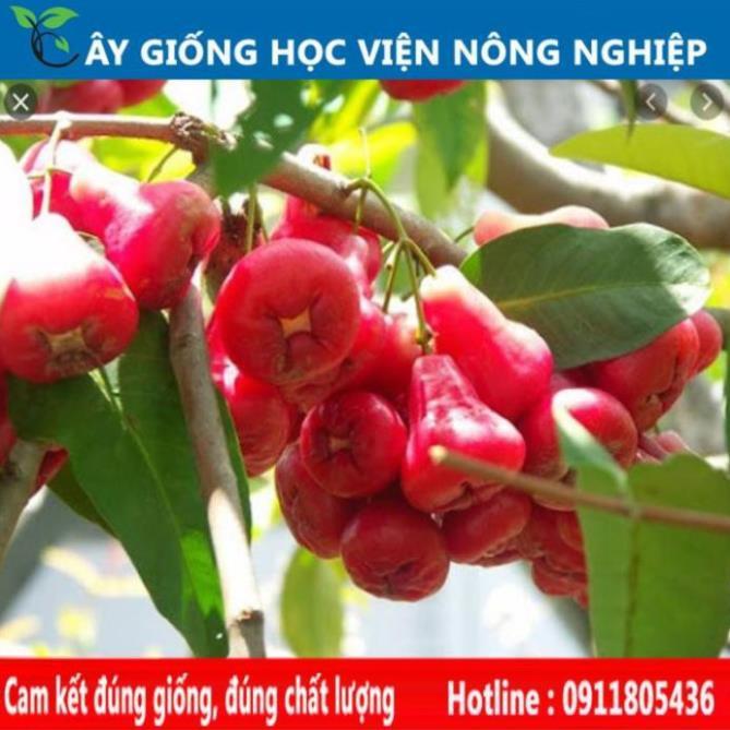 Sản phẩm Cây Ăn Trái cây roi đỏ ngọt thơm cây ăn quả viện nghiên cứu cây ăn quả