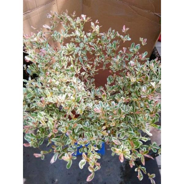 Cây Bàng Ruby Nhật