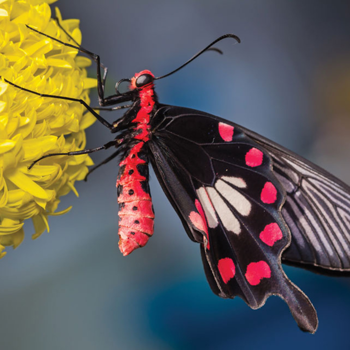 Vé Tham Quan Butterfly Park & Insect Kingdom Singapore