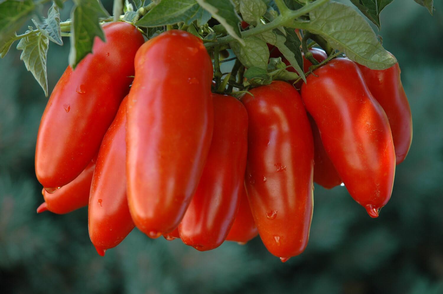 Hạt giống cà chua cherry trái dài San Marzano