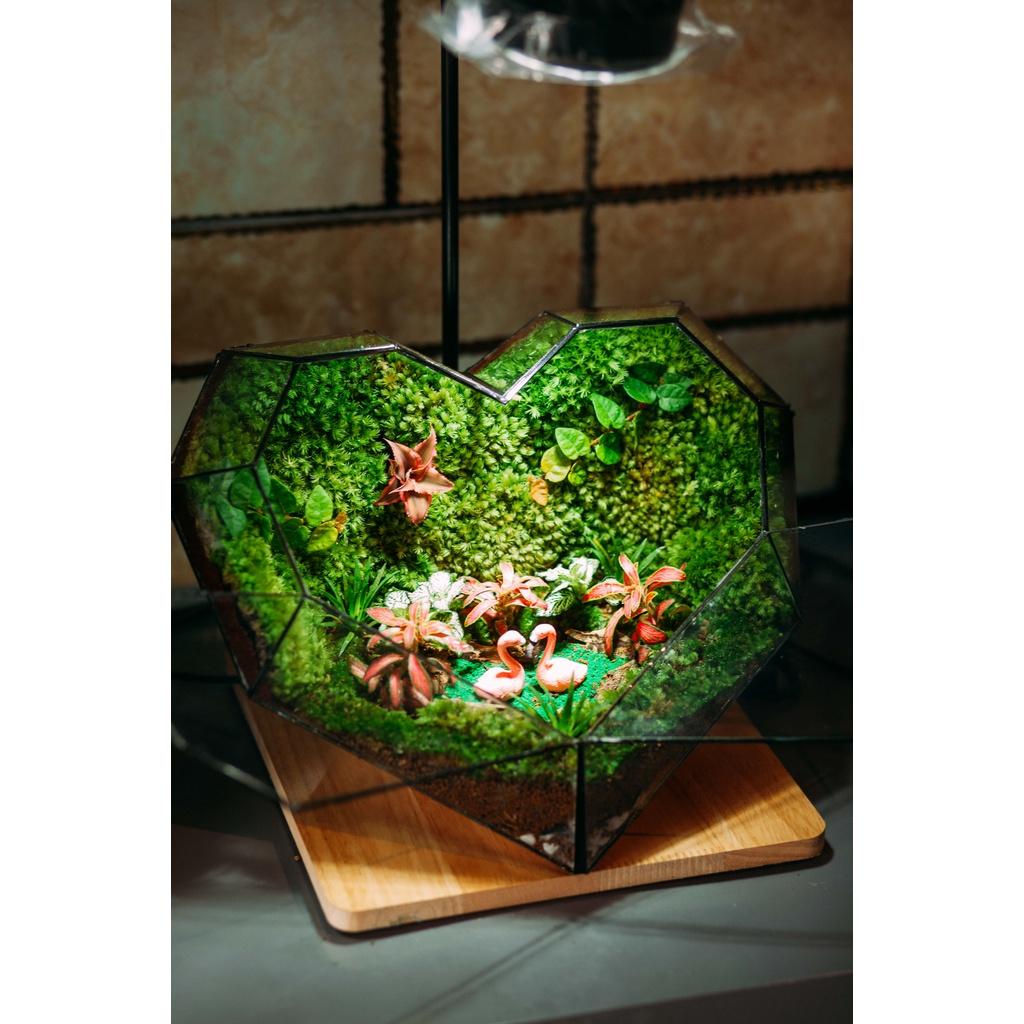 COMBO TỰ SET TERRARIUM-TRÁI TIM VALENTINE -VƯỜN NHIỆT ĐỚI