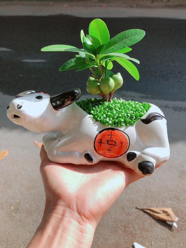 Chậu Cây Tài Lộc Trâu May Mắn