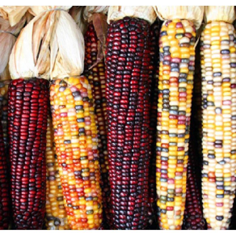 Hạt Giống Ngô nhiều gói 30 hạt-tặng kèm gói phân bón lót