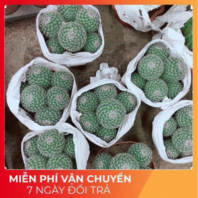 Bụi Xương Rồng Bánh Sinh Nhật