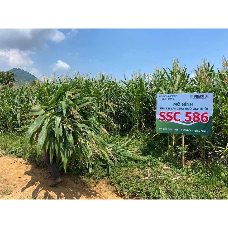 HẠT GIỐNG NGÔ SINH KHỐI SSC586 200G  - NĂNG XUẤT CAO