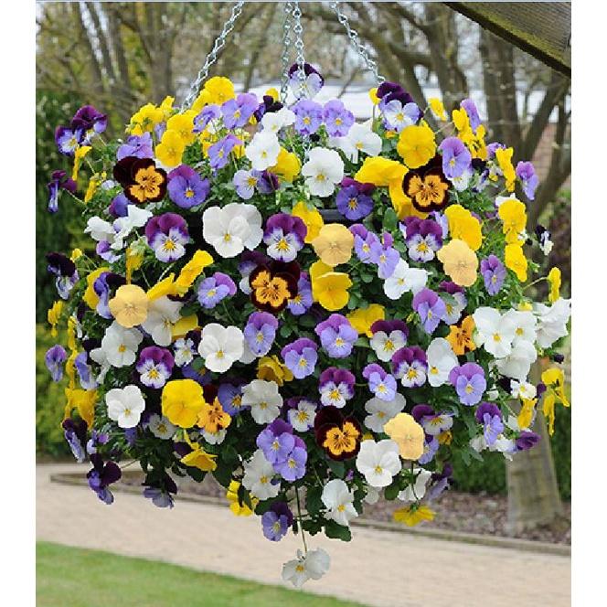 Hạt giống hoa pansy hoa cánh đơn nhiều màu - Gói 50 hạt