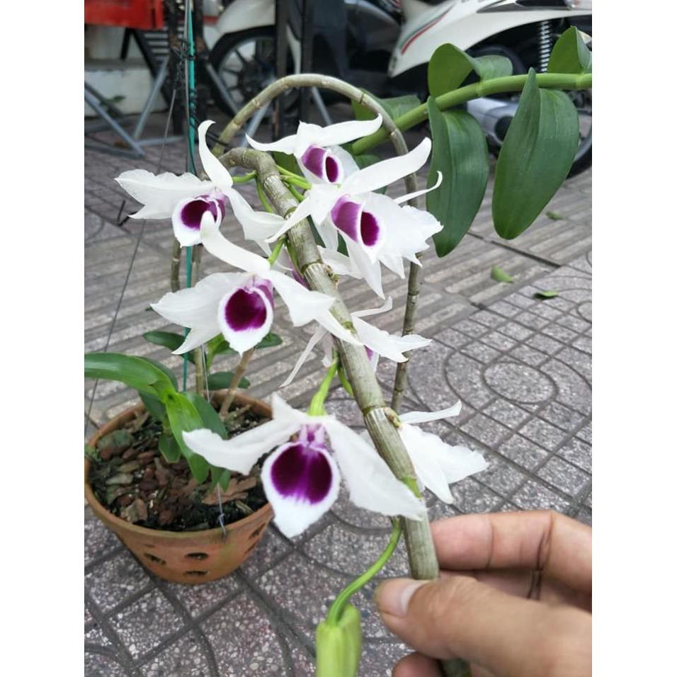 Hoa phong lan 5ct họng tím