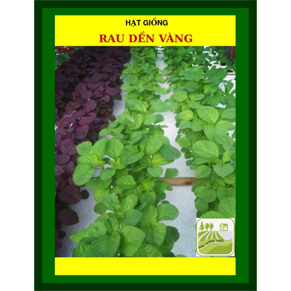 Hạt Giống Rau Dền Vàng, Năng Suất Cao 50 Gram