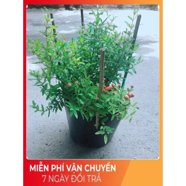 Cây Lựu Kép Cho Sai Trái