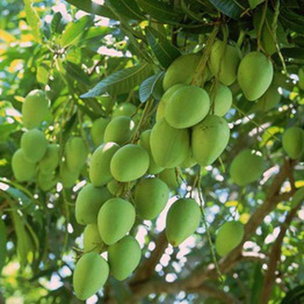 Cây giống xoài cát hòa lộc