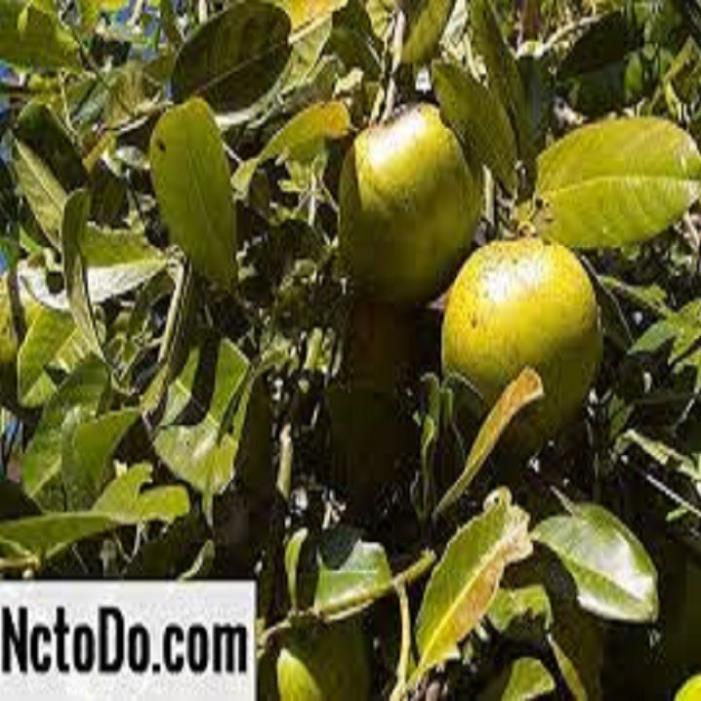 CÂY GIỐNG HỒNG ĐEN SOCOLA NHIỆT ĐỚI SIÊU NGON, CAM KẾT CHUẨN GIỐNG F1