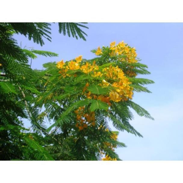 COMBO 3 BẦU CÂY GIỐNG CÂY HOA PHƯỢNG VÀNG SIÊU ĐẸP