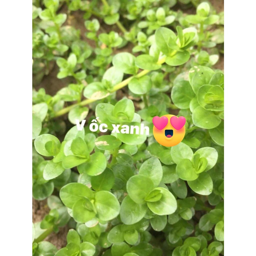 Cây vảy ốc xanh bò thuỷ sinh 15 cây