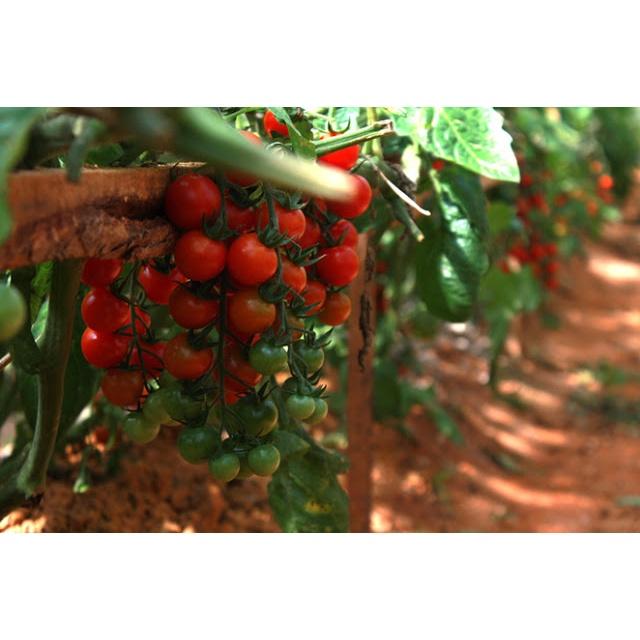 Cây giống Cà Chua Bi Siêu trái.