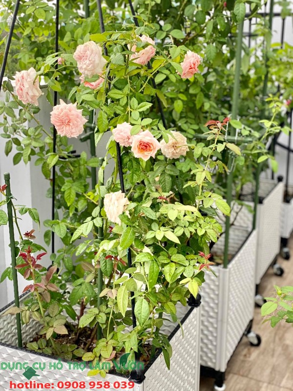 Chậu ghép nhật đáy 42*51cm cao 48cm - chậu trồng rau thông minh - màu trắng
