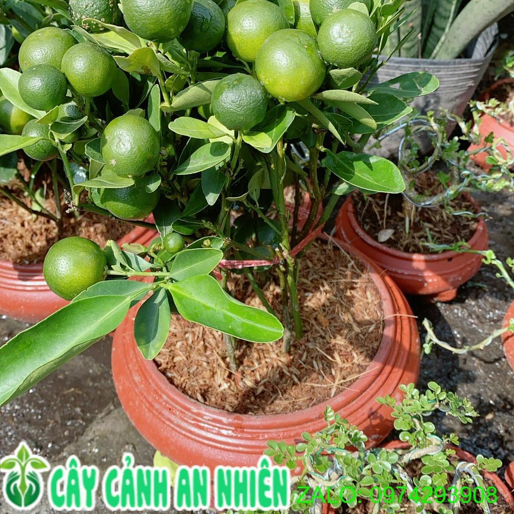Chậu Cây Tắc
