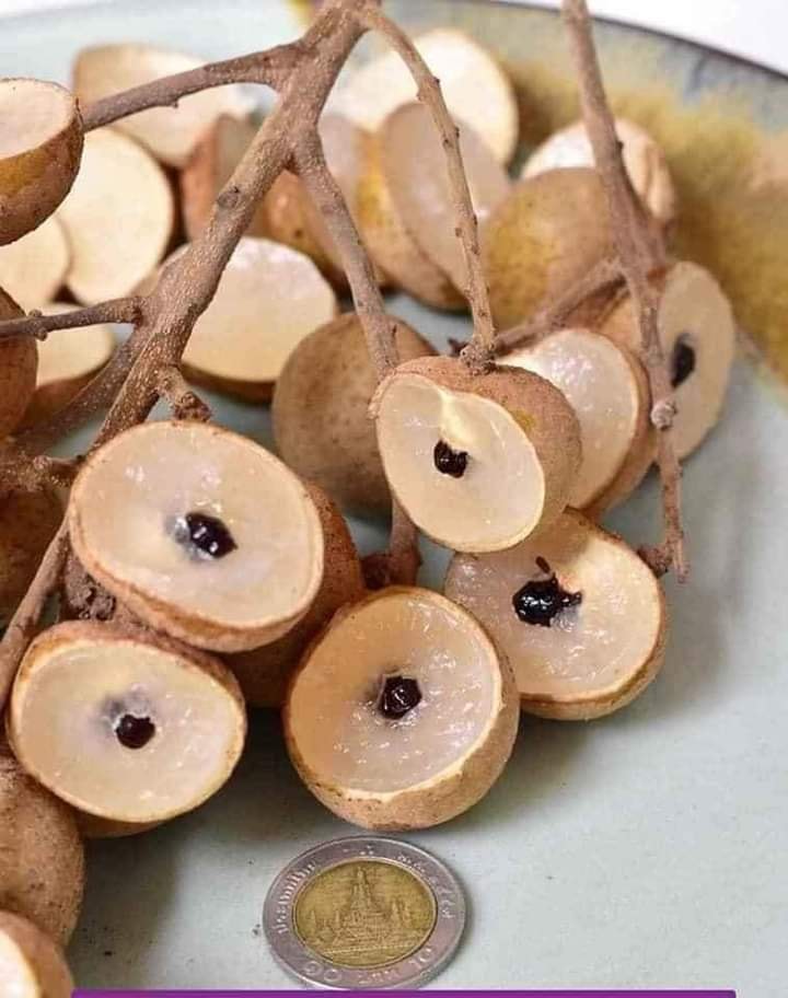 Cây giống Nhãn hạt lép, giống cây nhập khẩu thế hệ mới, quả to, mọng nước, cây giống khỏe, ít sâu bệnh