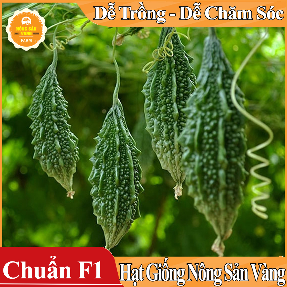Hạt giống Khổ Qua Rừng - Nông Sản Vàng