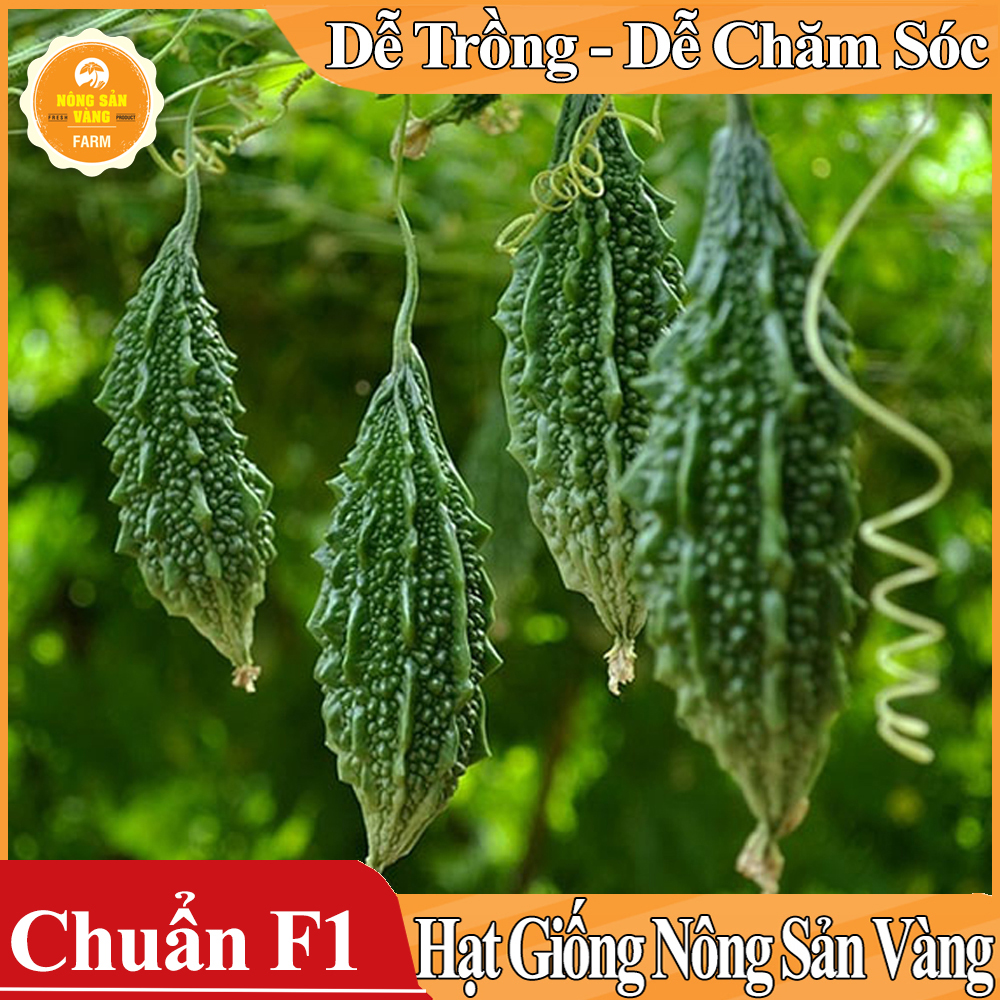 Hạt giống Khổ Qua Rừng ( Gói 10 hạt )