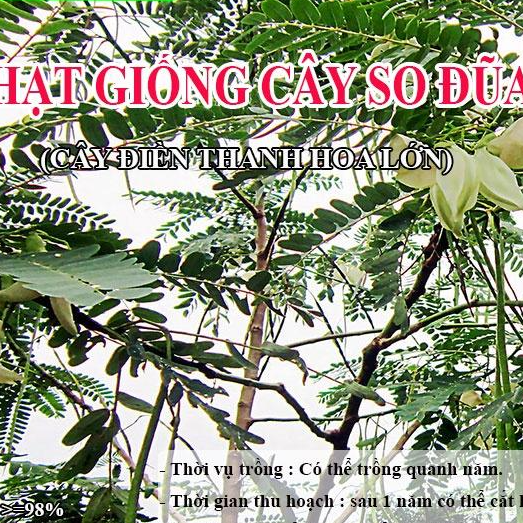 Hạt Giống Cây So Đũa – Điền Thanh Hoa Lớn - Giống Cỏ Chăn Nuôi - Hạt Giống Cỏ Chăn Nuôi động vật