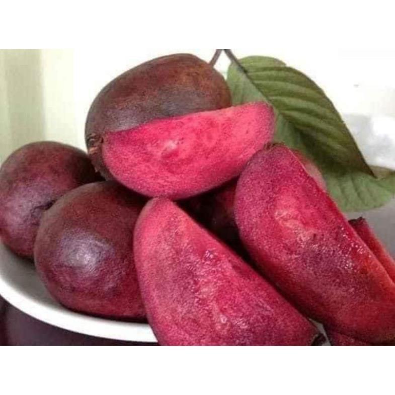 Sản phẩm ỔI TÍM GIỐNG MỚI