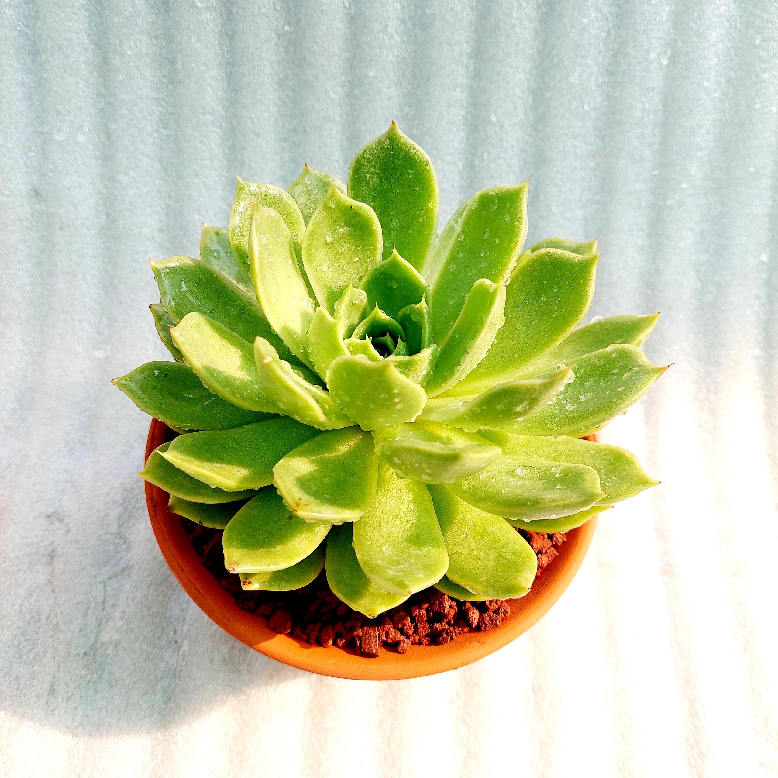 Chậu đất nung - Miệng bèo 168, miệng chậu 16cm, chiều cao 8cm