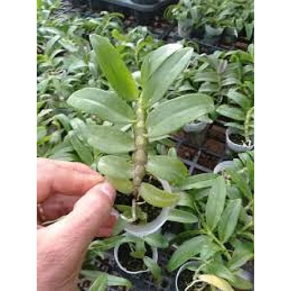 Cốc phi điệp 5 cánh trắng HẢI DƯƠNG - hàng gieo hạt - hoa xổ số - hoa siêu đẹp
